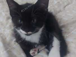 Kittens