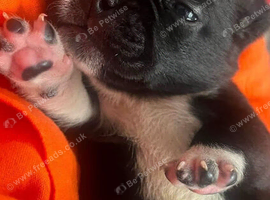 French bulldog x chug puppie (boy)