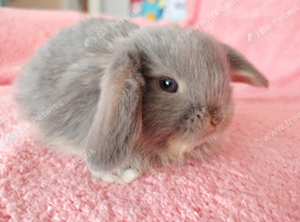 Selection of mini lop babies available