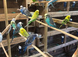 Aviary clearance budgies, finches and doves