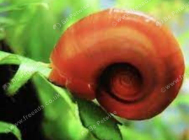 Ramshorn Snails, Tank Breed, Disease Free..