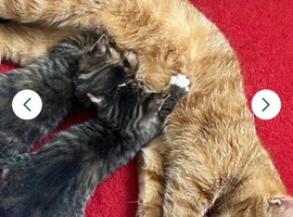 2 tabby kittens