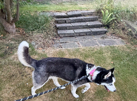 Female Siberian husky 2 and half years old