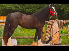 Cob filly