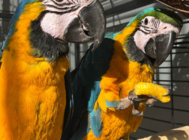 Macaw baby&rsquo;s READY