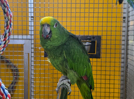 Baby Yellow Crowned Amazon Talking parrot,12