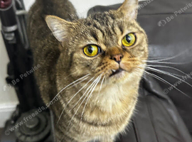 British shorthair mum Persian dad