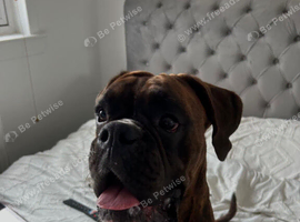 1 year 5 months boxer