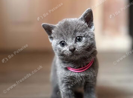 Kittens mix British short hair