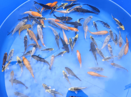 3-5" & 4-6" mixed koi, large koi. PLEASE SEE PRICING