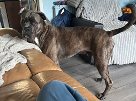 Cane corso x Amstaff