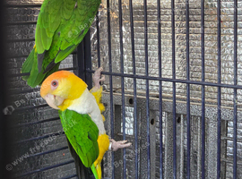 Pairs of birds dna proven close rung read description