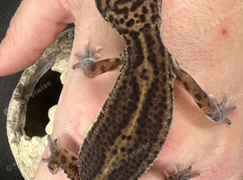 Stunning black night leopard gecko