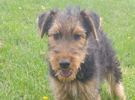 Airedale Terrier- last female remaining.