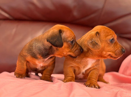 DACHSHUND X JACK RUSSELL PUPS