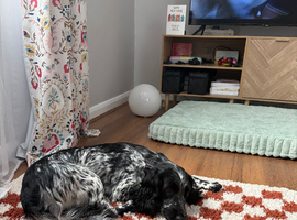22 month old sprocker spaniel