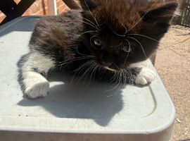 Kittens for loving homes