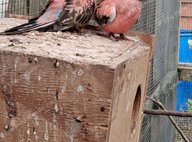 Pair bourkes for sale