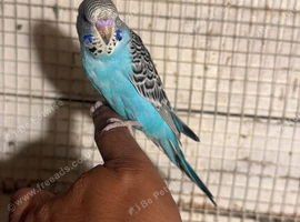 Baby budgies for sale  &pound;40 each collection mk404nn
