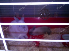 Female white rabbit