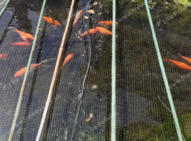 Pond goldfish for sale