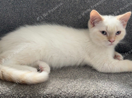 Last Himalayan X Chinchilla Persian Kittens Looking for a home
