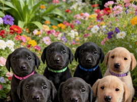 KC registered Labrador pups