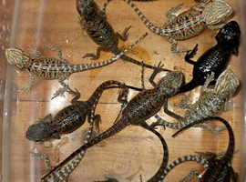 Bearded dragons