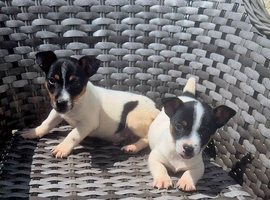 Beautiful Jack Russell puppies
