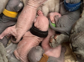 Sphynx kittens