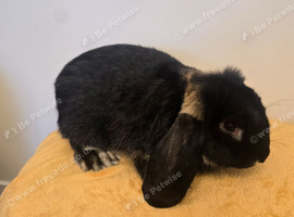 French Lop Boys
