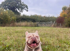 French Bulldog Stud &ndash; 3 Years Old