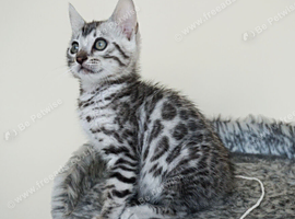 Ready Gorgeous Silver Black Rosette Bengal Kitten