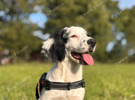 Cocker spaniel