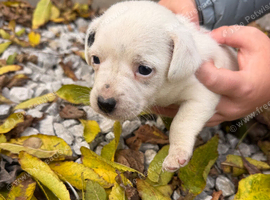 Jack Russel Puppy