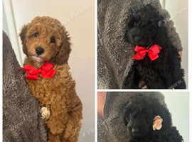 cockapoo female puppies 9 wks old