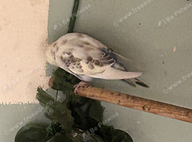 Young budgies