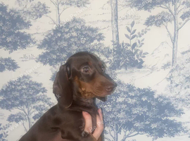 Mini dachshund puppy