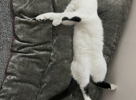 Male cat