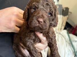 Beautiful Australian Labradoodles