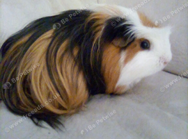 Male guinea pig