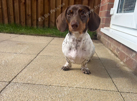 7 month old kc registered choc and white piebald Dashchund