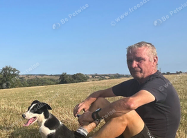 Welsh sheep dog puppies