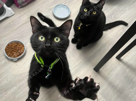Two black loving cats in need of a new home.