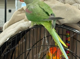 9 month old alexandrine and cage
