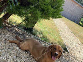 Stud dog