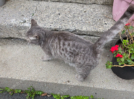 BSH cat for sale