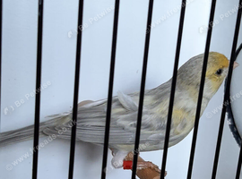1 yellow saternet