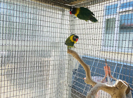 Black masked lovebirds