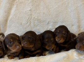6 miniature dachshunds